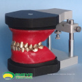 SELL 12565 Dental Orthodontic Teeth Typodont Model